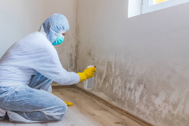 Licensed Mold Remediation service in Kensington, NY - WQB Mold Removal